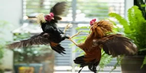 Tham Gia Đá Gà Cựa Dao Bốc Lửa Hot Nhất Cùng Nhà Cái Trang chủ 23Win